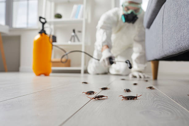 Post-Treatment Bed Bug Interceptor Monitoring in Delcambre
